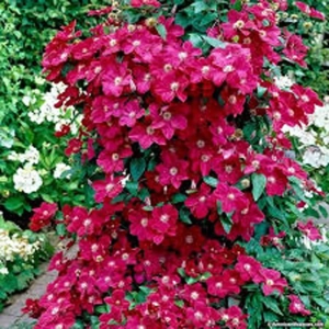 Clematis Niobe - Ghiveci 3 l - Inaltime 80 - 100 cm 1