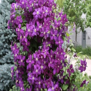 Clematis President - Ghiveci 3 l - Inaltime 80 - 100 cm 1