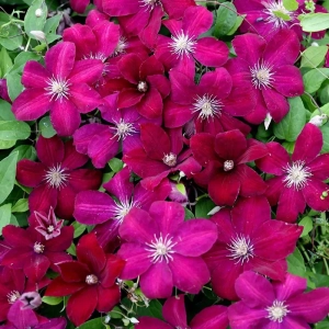 Clematis Rouge Cardinal - Ghiveci 3 l - Inaltime 80 - 100 cm 1