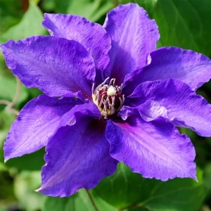 Clematis Suave la Ghiveci - Ghiveci 3 l - Inaltime 80 - 100 cm 1
