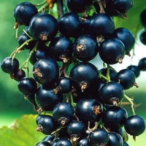 Arbust fructifer - Coacaz Negru Tip Pom Anul 3 - Inaltime 120 - 150 cm cu Radacina Impachetata 1
