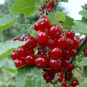 Arbust fructifer - Coacaz Rosu Tip Pom Anul 3 - Inaltime 120-150 cm cu Radacina Impachetata 1