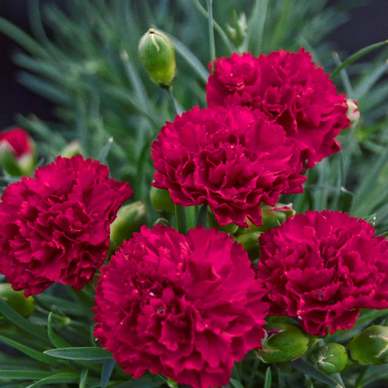 coktail Garofițe Duble Parfumate - Cranberry Cocktail - Ghiveci 1 L - Înălțime 20 - 30 cm 1