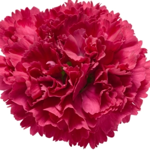 Garofițe Duble Parfumate - Cranberry Cocktail - Ghiveci 1 L - Înălțime 20 - 30 cm 2