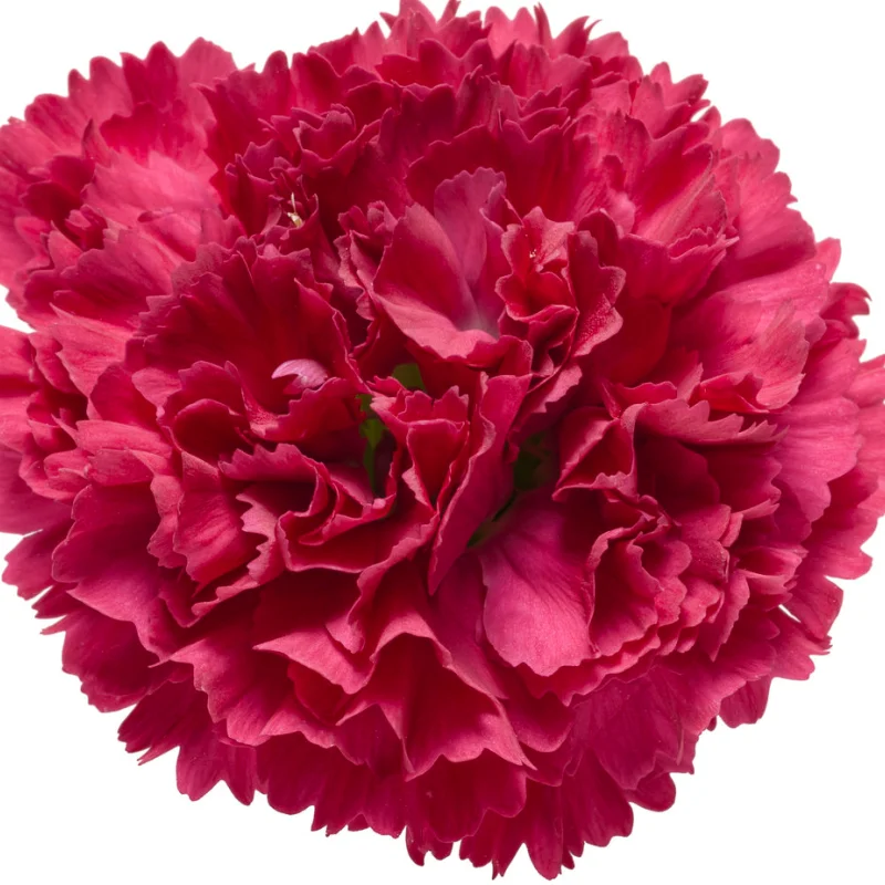 Garofițe Duble Parfumate - Cranberry Cocktail - Ghiveci 1 L - Înălțime 20 - 30 cm 2