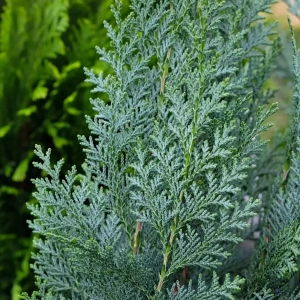 Chamaecyparis Lawsoniana Columnaris - Ghiveci 2 L - Inaltime 50 -60 cm 2