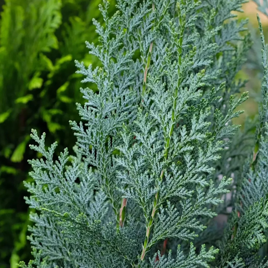 Chamaecyparis Lawsoniana Columnaris - Ghiveci 2 L - Inaltime 50 -60 cm 2