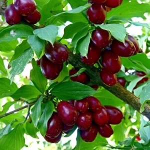Arbust fructifer - Corn Anul 3 - Inaltime 120 - 150 cm cu Radacina Impachetata 1