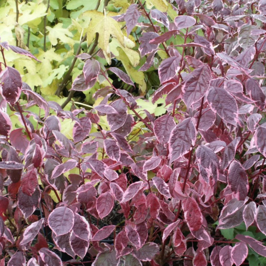 Corn Decorativ - Cornus Alba Sibirica Variegata la Ghiveci 3 L 2