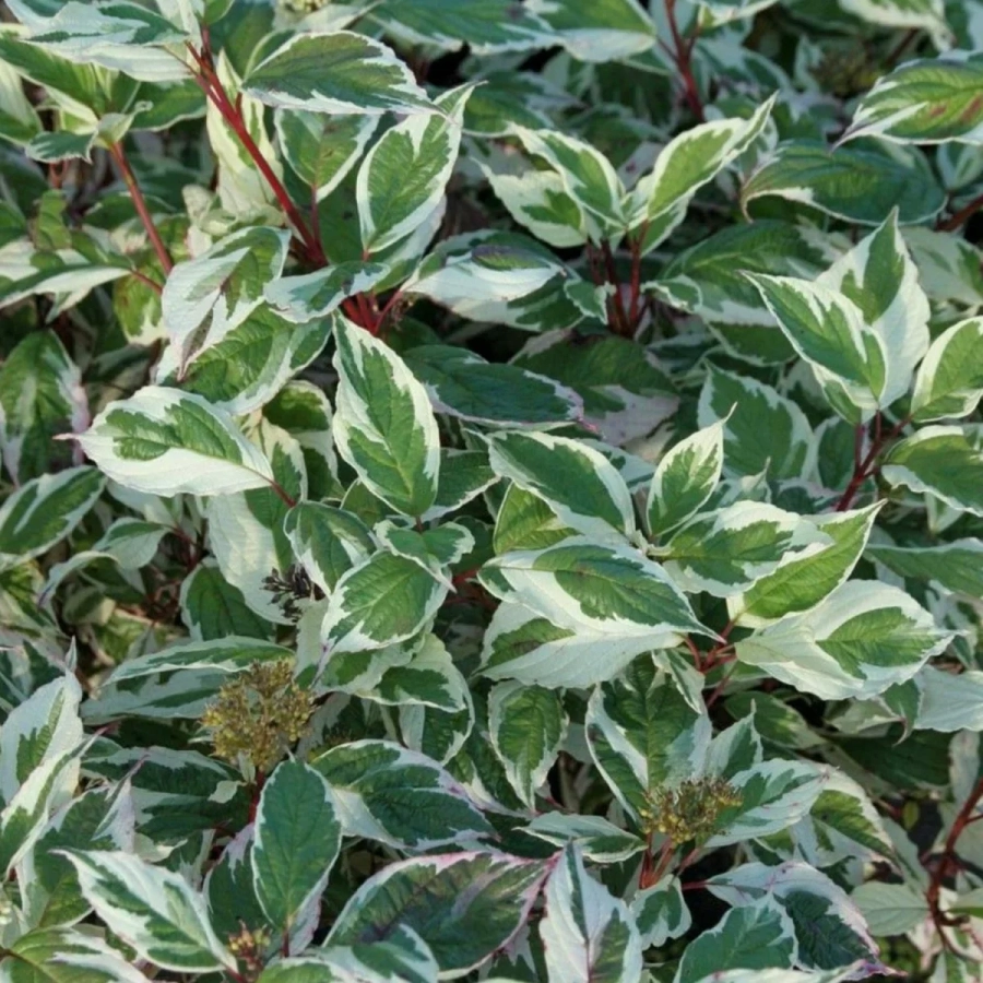 Corn Decorativ - Cornus Alba Sibirica Variegata la Ghiveci 3 L 1