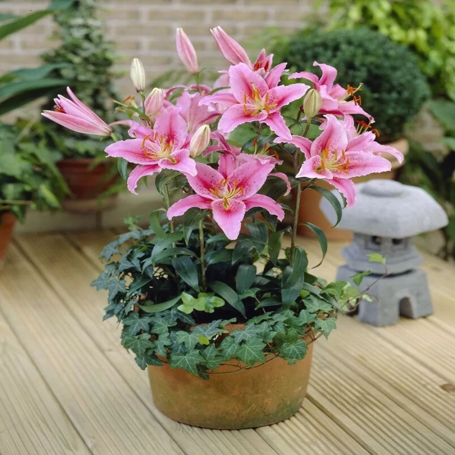 crin-acapulco Bulbi de Crin Acapulco 1