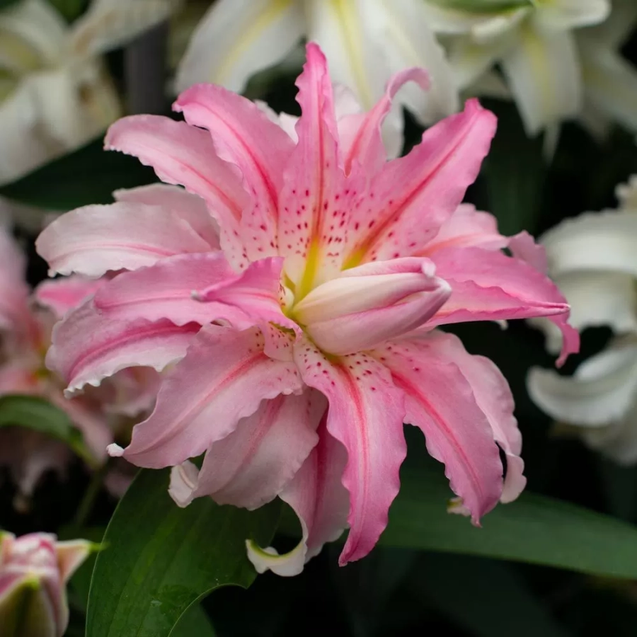 crin-broken-heart Bulbi de Crin Broken Heart 1