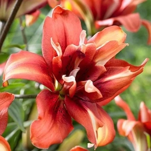 Bulbi de Crin Cocktail Twins 1