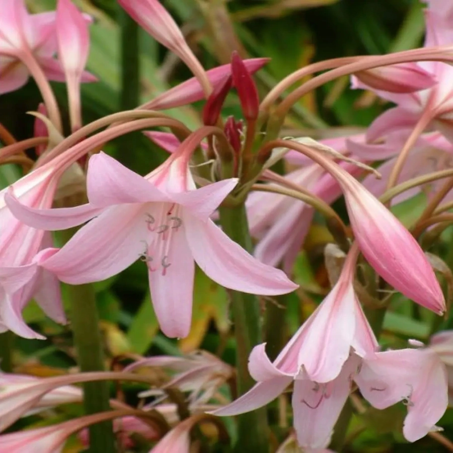 crin-crinum-powelli Bulbi de Crin Crinum Powelli 1