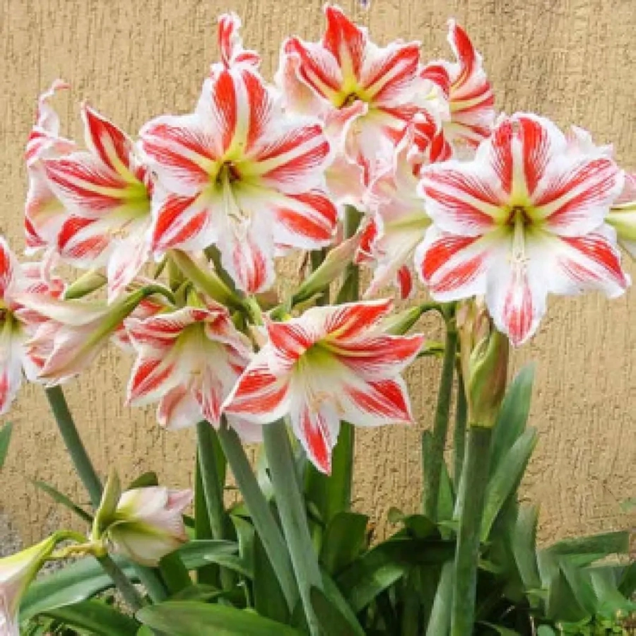 crin-de-camera-park-striped Bulbi de Amaryllis - Hippeastrum Park Striped 1
