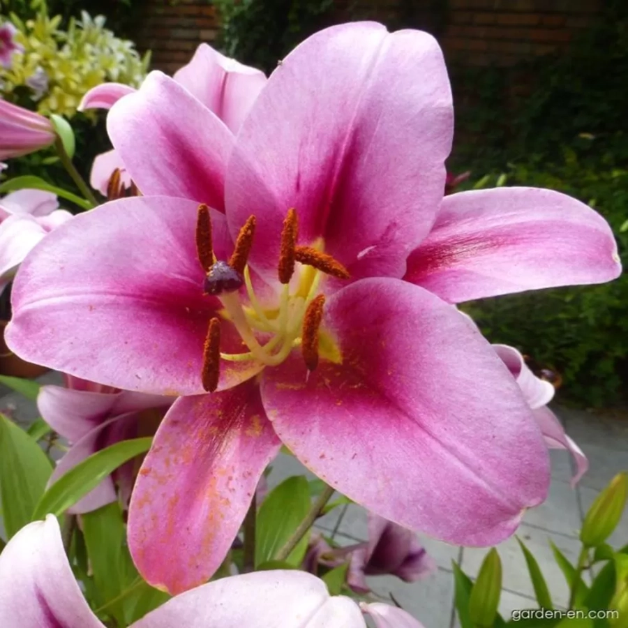 Bulbi de Crin Dolce & Gabbana 1