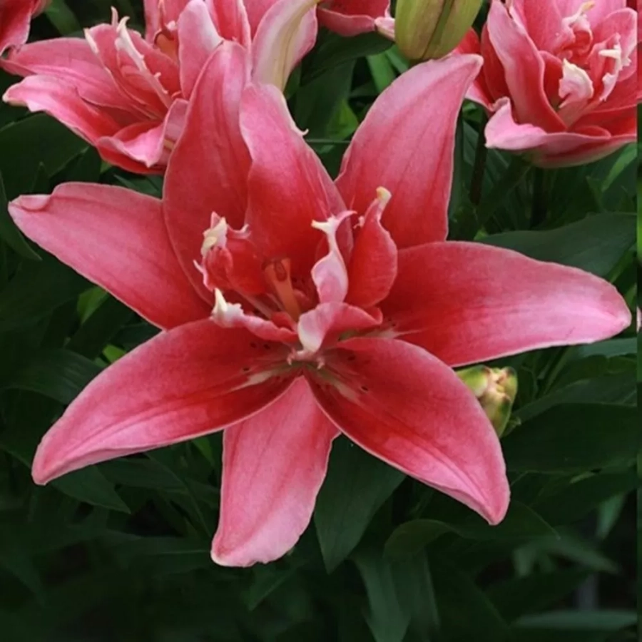 crin-double-pleasure Bulbi de Crin Double Pleasure 1