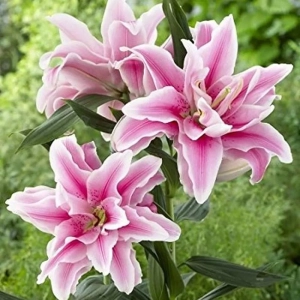 Bulbi de Crin Double Sunrise 1