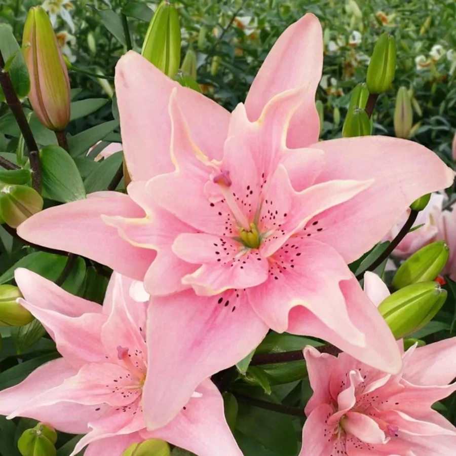 Bulbi de Crin Elodie 1