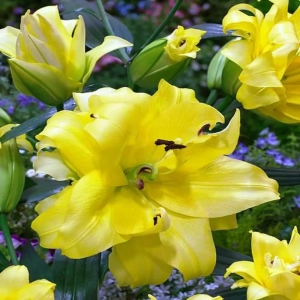 Bulbi de Crin Exotic Sun 1