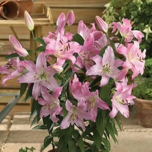 Bulbi de Crin Farolito 1