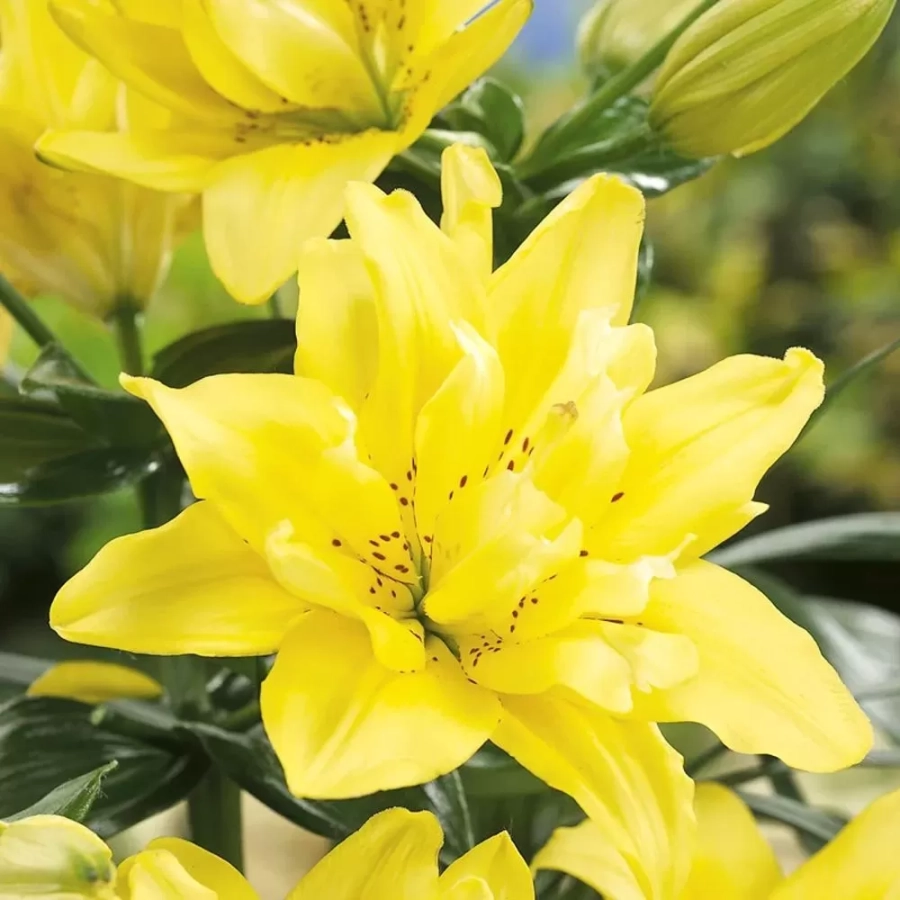 crin-fata-morgana Bulbi de Crin Fata Morgana 1