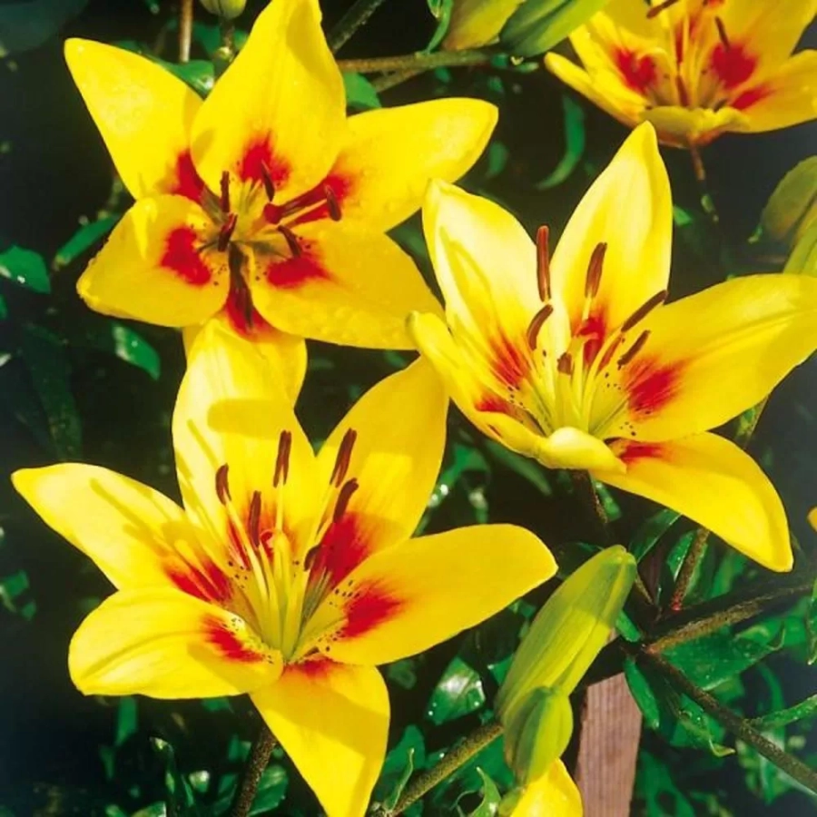 Bulbi de Crin Grand Cru 1