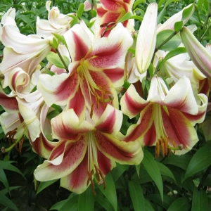 Bulbi de Crin Holland Beauty 1