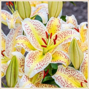 Bulbi de Crini Imperiali Yellow 1