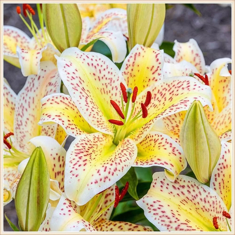 crin-imperial-yellow Bulbi de Crini Imperiali Yellow 1