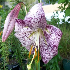 Bulbi de Crin Lankon 1