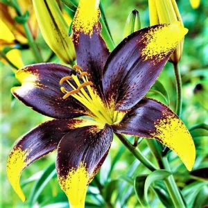 Bulbi de Crin Purple Heart 1
