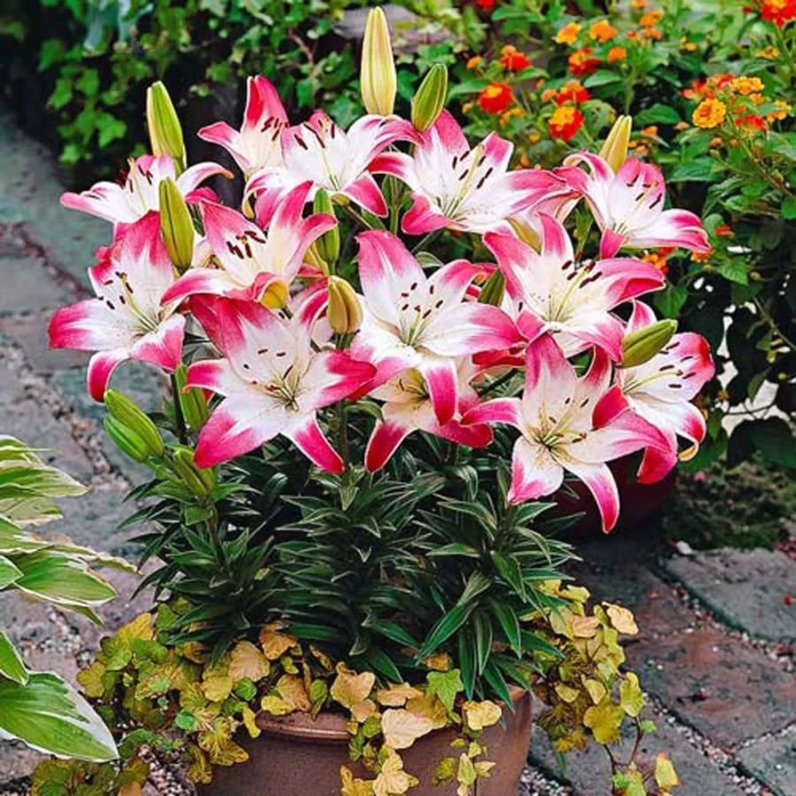 Bulbi de Crin Lollypop 1