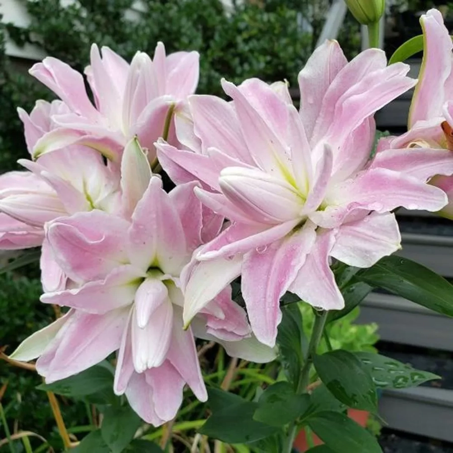 Bulbi de Crin Lotus Elegance 1