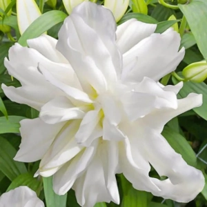 Bulbi de Crin Lotus Ice 1