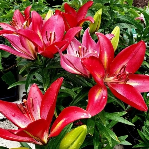 Bulbi de Crin Love Story 1