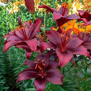 Bulbi de Crin Mapira 1