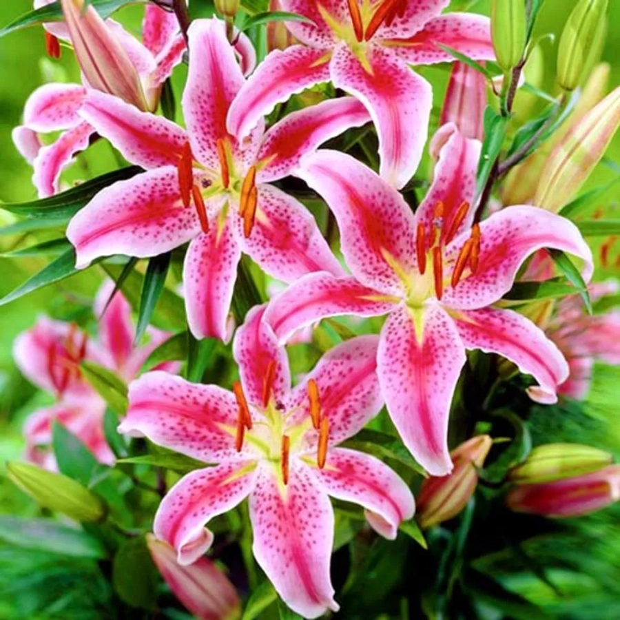 Bulbi de Crin Mero Star 1