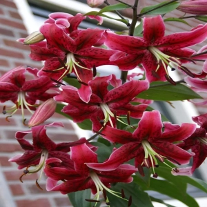 Bulbi de Crin Miss Preya 1