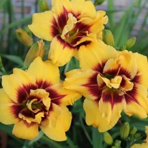 Bulbi de Crin Mount Helena 1