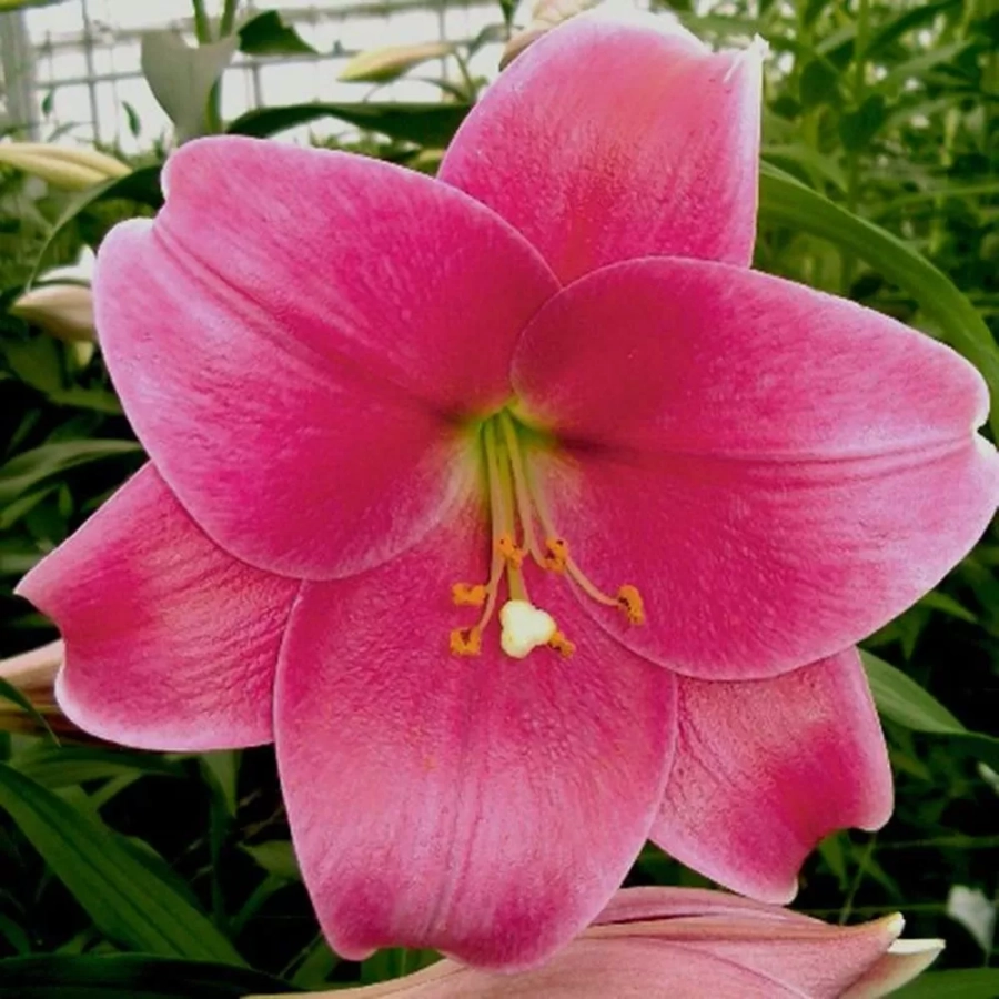 Bulbi de Crin Pink Heaven 1