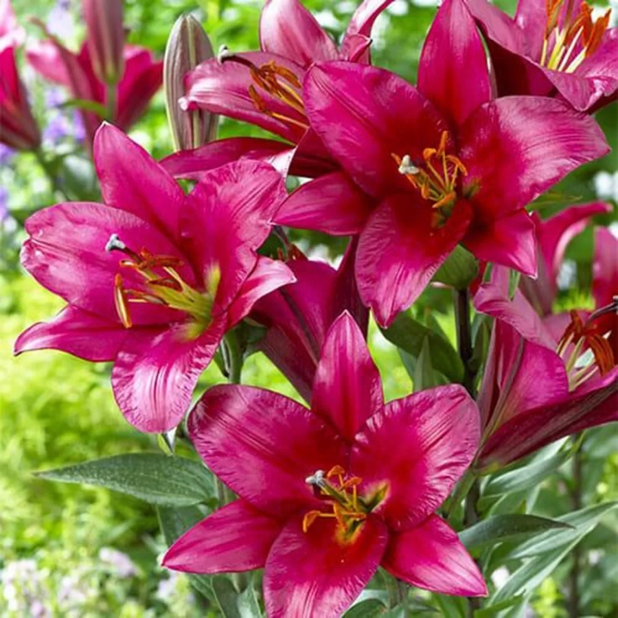 Bulbi de Crin Purple Prince 1