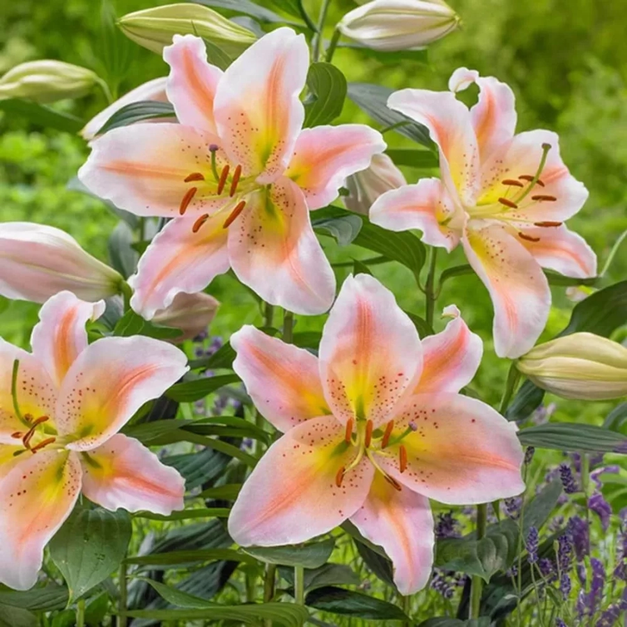 Bulbi de Crin Salmon Star 1