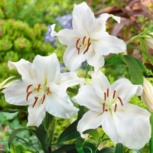 Bulbi de Crin Santander 1