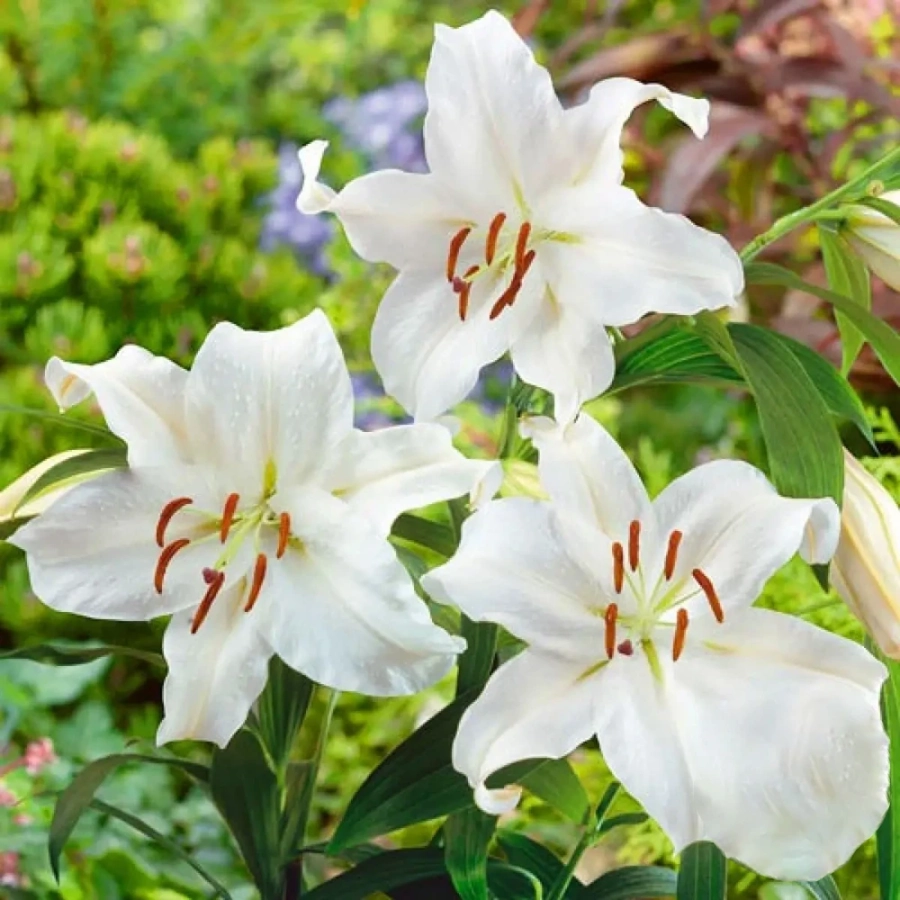 Bulbi de Crin Santander 1