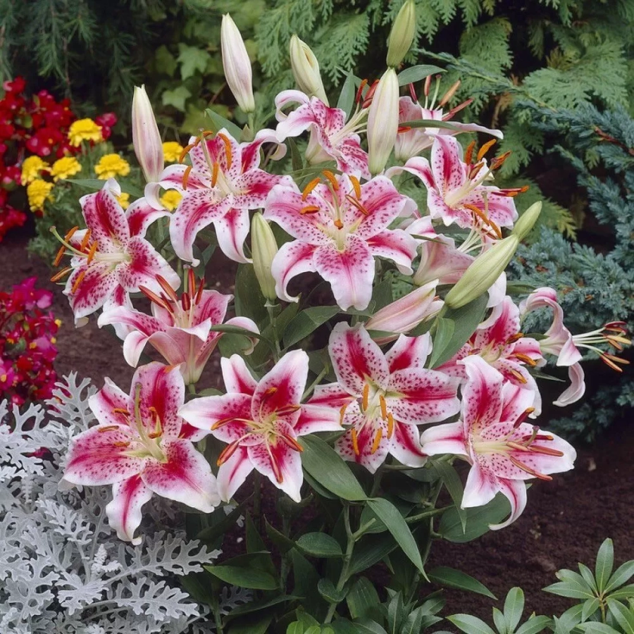 Bulbi de Crin Stargazer 1