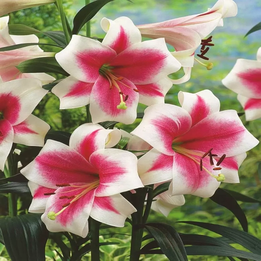 Bulbi de Crin Triumphator 1