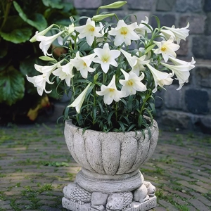 Bulbi de Crin White Heaven 1