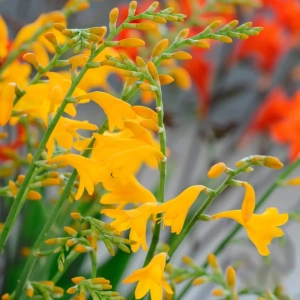 Crocosimia Suzanna 1