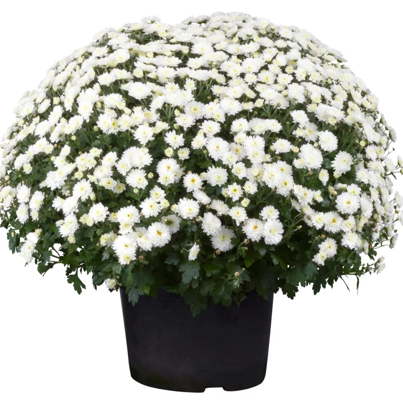 crz-glob-alb Crizanteme timpurii Globulare - Albe - La Ghiveci - Inaltime 30 - 40 cm 1